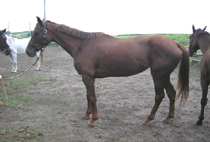 �и���Ʈ ����