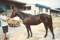 �㸮���ν��� (HURRICANE SPUR) ����