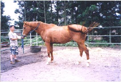 ���긮Ƽ�� ����