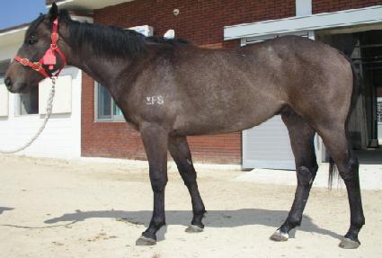 ������ħ ����