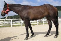 �ݵ���� (CALLED GAME) ����