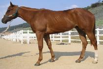 ��ȭ��� (YEONGHWA BAEU) ����