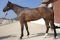 �Ż糪�� (SINSA NARA) ����