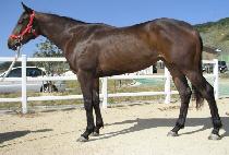 �������� (GYOGYO WOLSAEK) ����