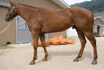 ������ (JEONTONG BIBEOP) ����