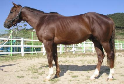 ���ι� ����