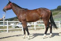 ����� (ILJANGGEOM) ����