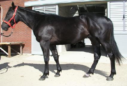 ���ɺ��� ����