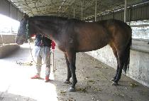 ������ (BOSEONGGANG) ����