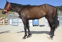 ����ġ�� (FITONTSID) ����