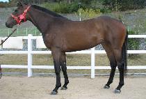 ��ȭ���� (PYEONGHWA JOYAK) ����