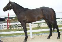 ������ (SWING UP) ����