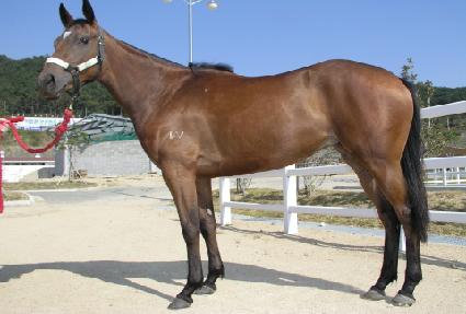 �Ͻɸ��� ����