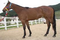 ������� (DANGDAE HYEOKSIN) ����