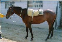 ����Ư�� (DONGBANG TEUKGEUP) ����