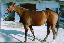 õ�⵿�� (CHEONNYEON DONGJI) ����