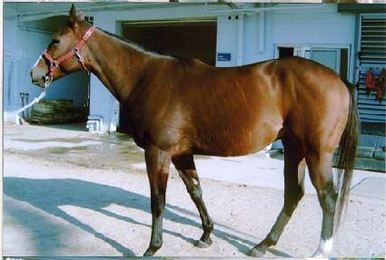 õ�⵿�� ����