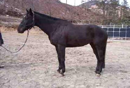 ������ ����