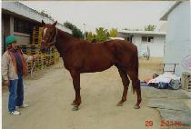 �����������丮 (APRIL VICTORY) ����