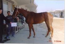 ��纼 (GOLDEN BALL) ����