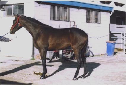 ���÷��� ����