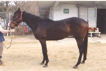 ����Ƚ��� (SPECIAL STORM) ����