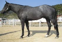 ���ַ� (SINJURYU) ����