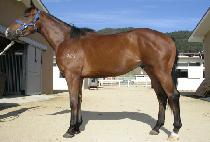 ������� (BOMUDANGDANG) ����