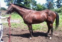 HWANGGEUMBIT TAEYA picture