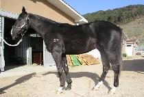 ���Ӻ�� (GOSOK BISANG) ����