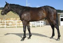 ��ȣ���� (SUHO JEONSA) ����