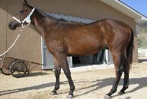 ������ (BONBOGI) ����