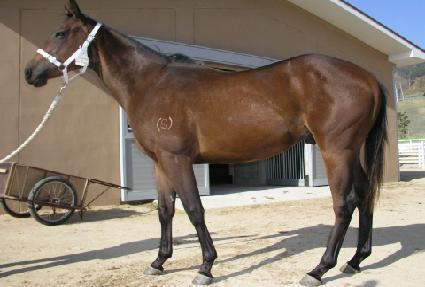 ������ ����