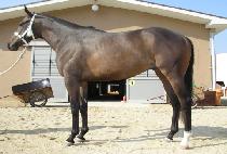 �ְ���� (CHOEGO GIDUNG) ����