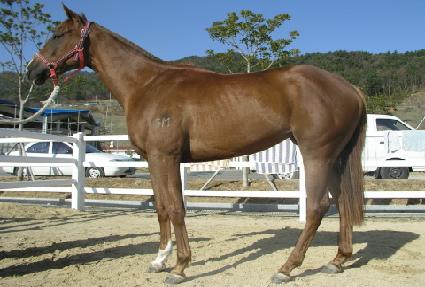 ���»�� ����