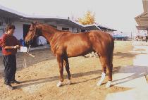 õ�չ��� (CHEONDUNG BEONGAE) ����