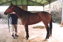 �������Ͻ� (MAGIC VENICE) ����