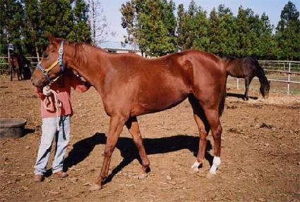 ���ϵ��÷緲 ����