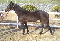 ���߿ձ� (GAYA WANGGUK) ����