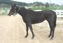 ������ (WORLD BABBLE) ����