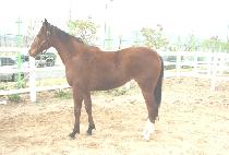 �����Ѹ��� (CHALANHAN MUNGSUNG) ����