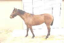 �۽�Ʈ����� (FIRST HERO) ����