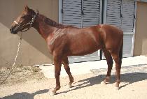 ��ǳ�ֿ� (DOLPUNG JUYEOK) ����