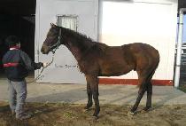 �����̾� (PREMIER) ����