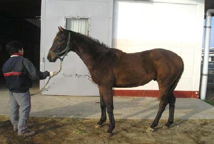 �����̾� ����