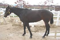 ��Ƽ��Ÿ (BEAUTY STAR) ����