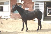 �ʿ��Է��ʴ� (NEOEGERO CHODAE) ����