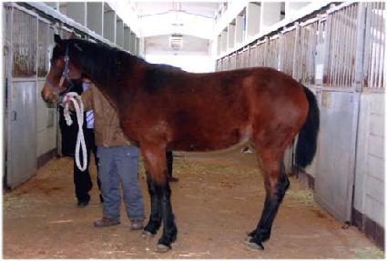 ������� ����