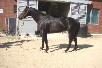 �ݺ���ǳ (GEUMBIT DOLPUNG) ����