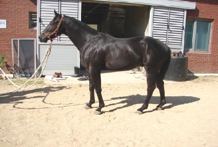 �ݺ���ǳ ����